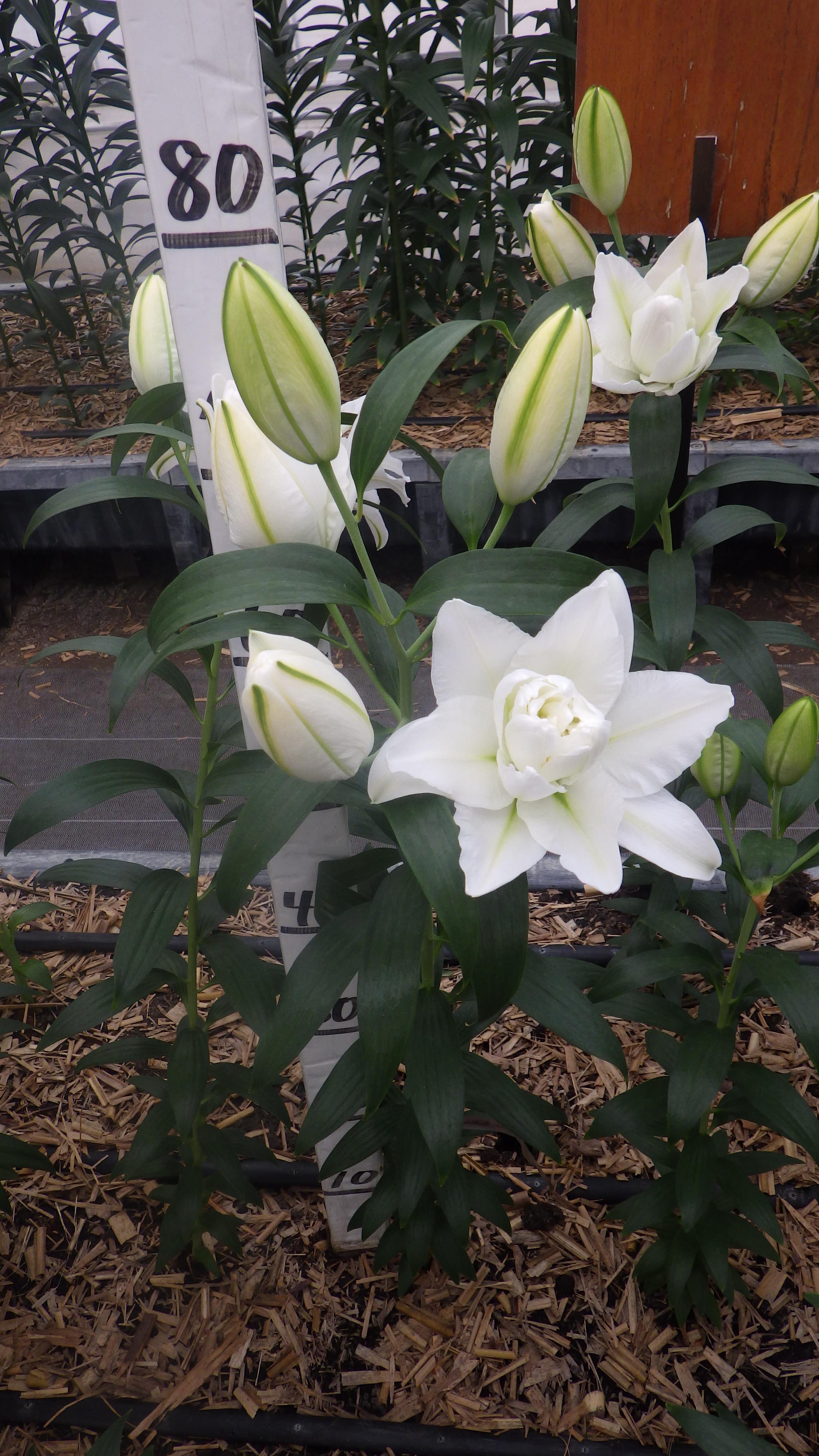 ボウルオブビューティー(八重)